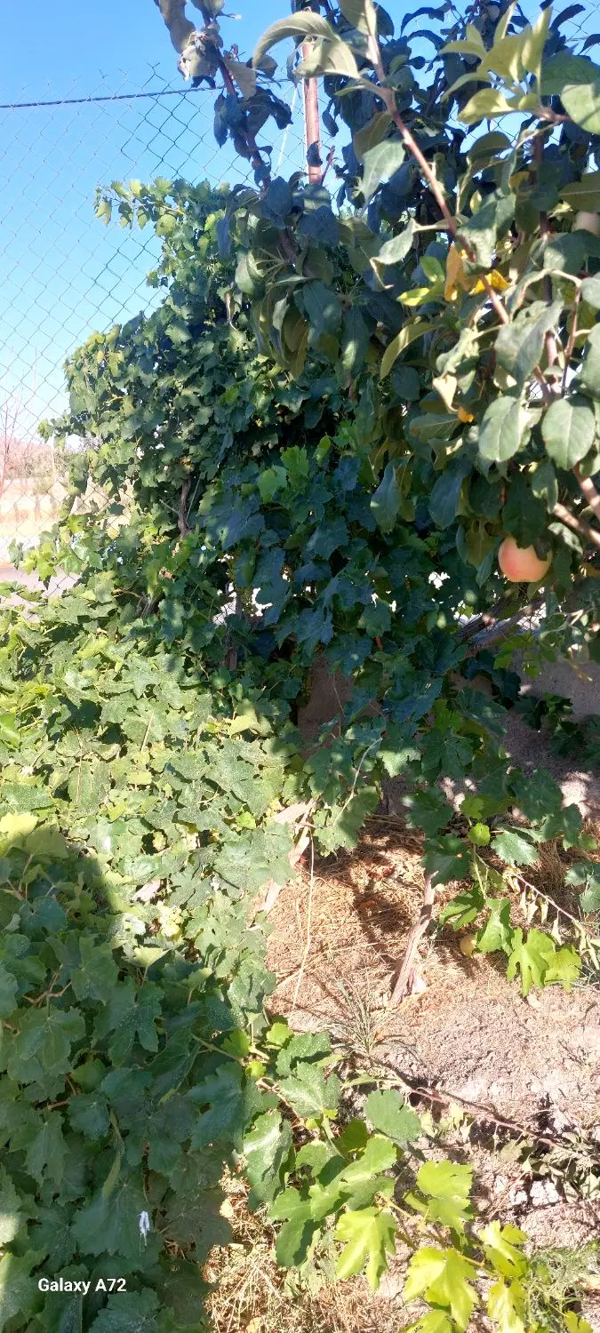 باغ ۲۰۰۰ متری هر ۱۰۰۰ متر سند جدا