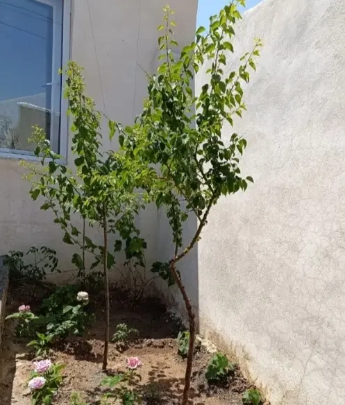 خونه باغ در بهترین مکان