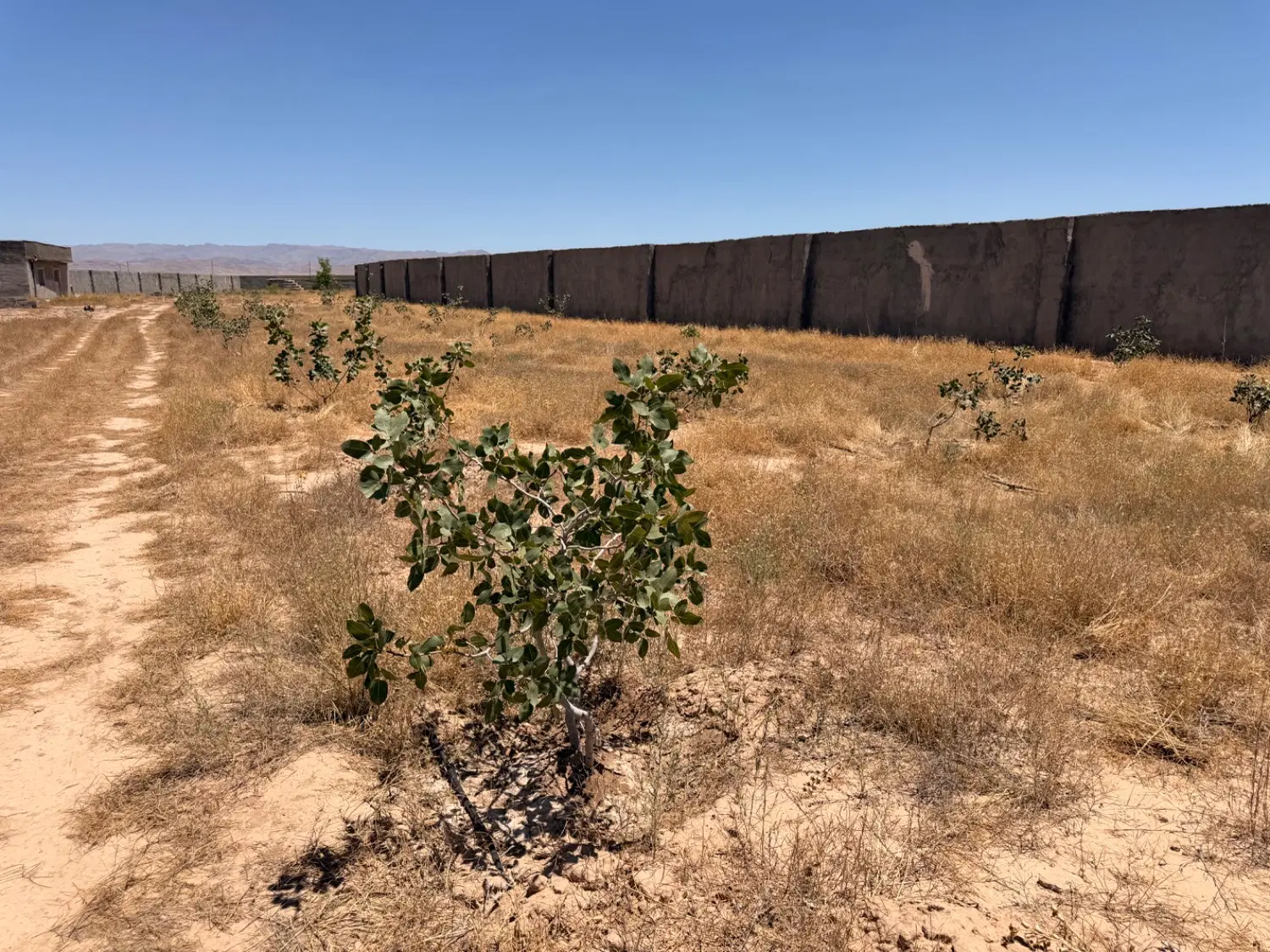 باغ ۵۵۰۰ متری نرسیده به روستای زاک شاهنامه