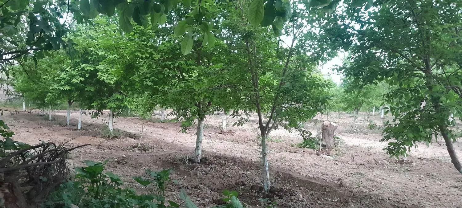 باغ باغچه نوبهار  معاوضه