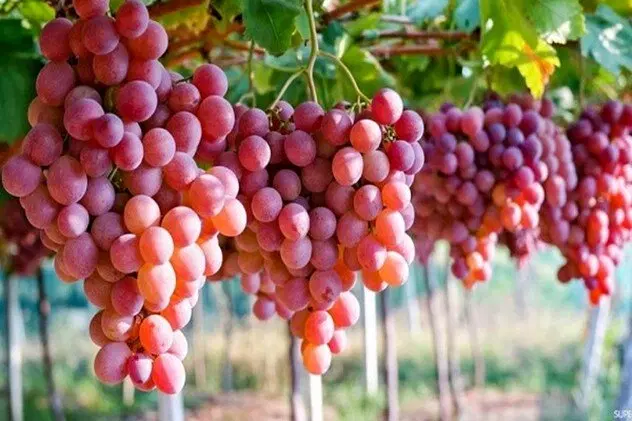 اجاره باغ انگور