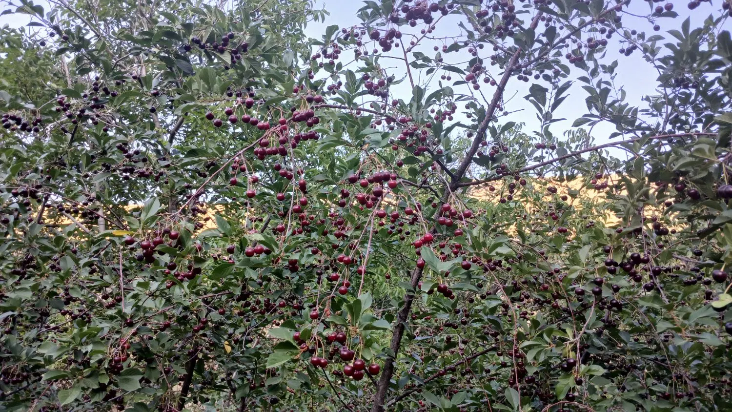 زمین کشاورزی و باغ