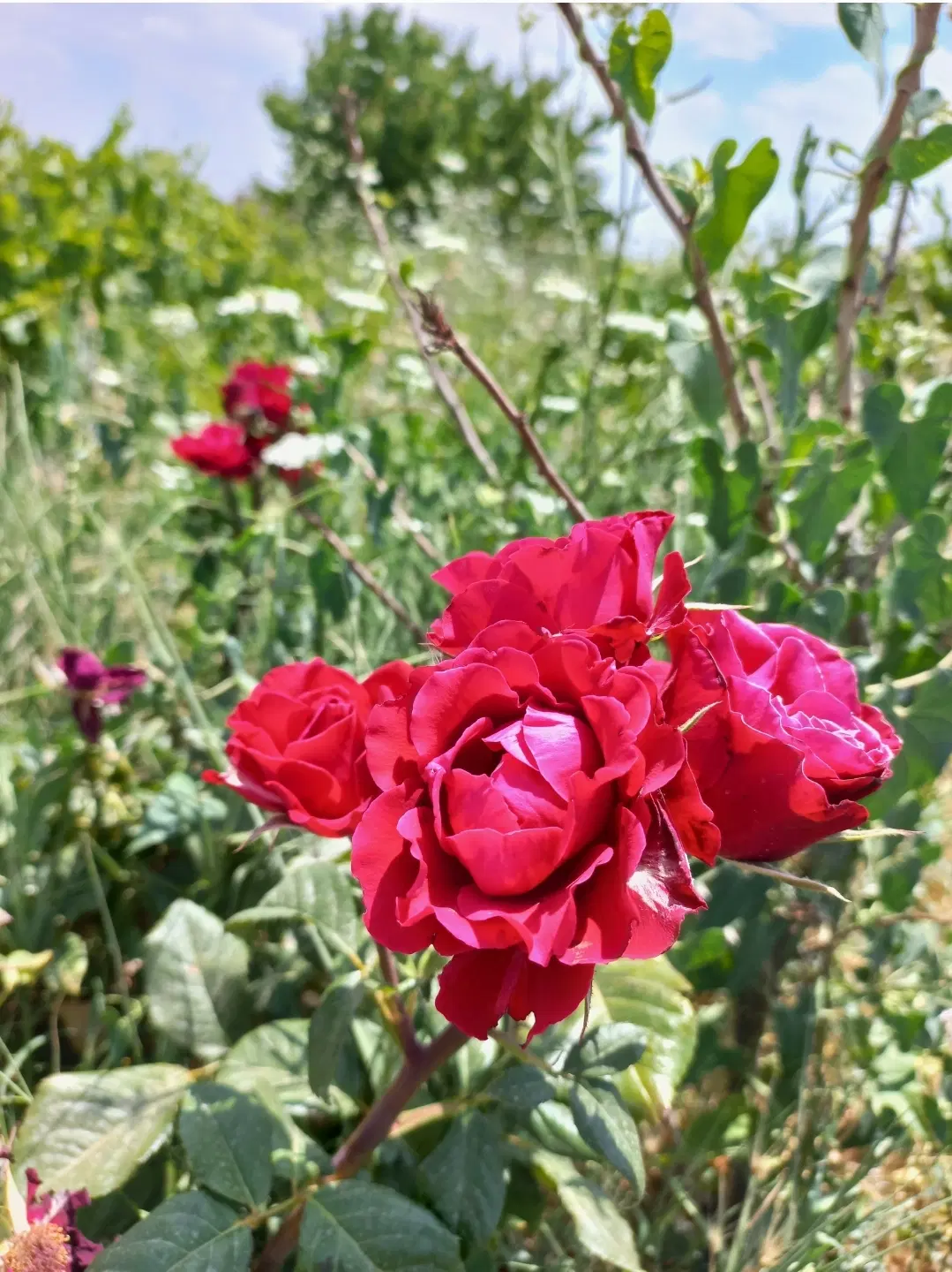 فقط ۲۰۰ میلیون شروع خرید ۵۰۰ متری برای آینده