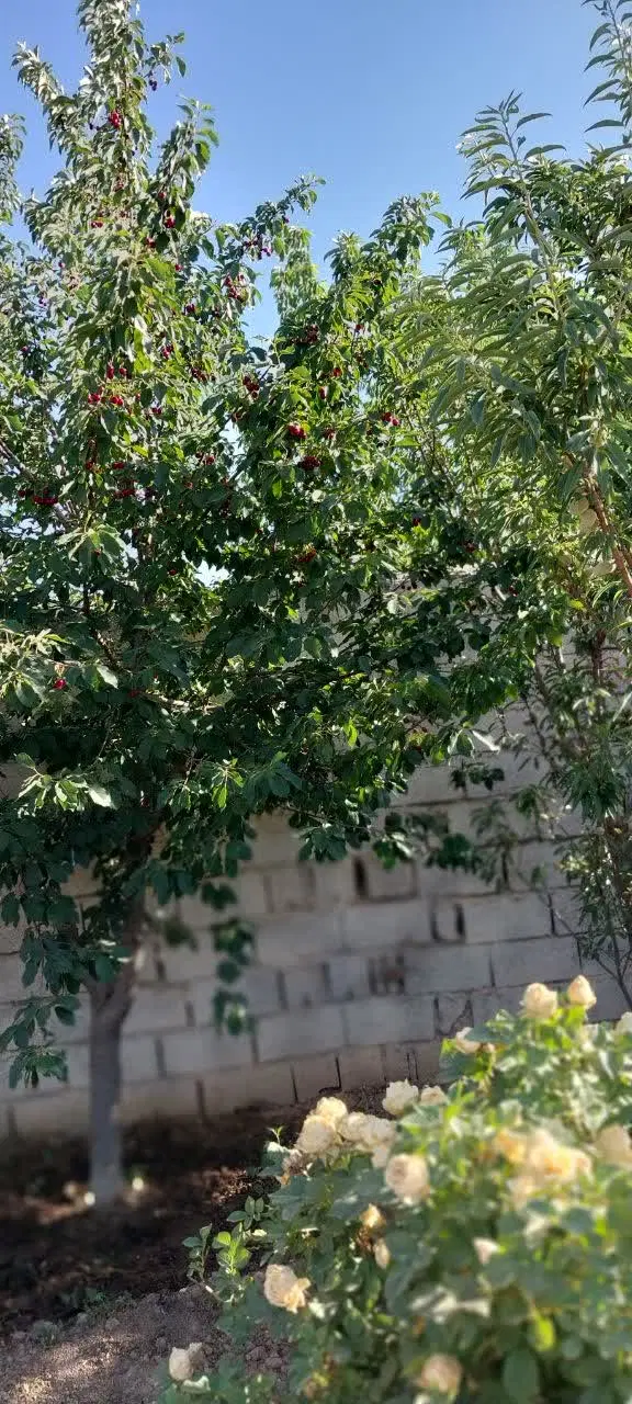 خونه باغ در انتهای گاو خانه