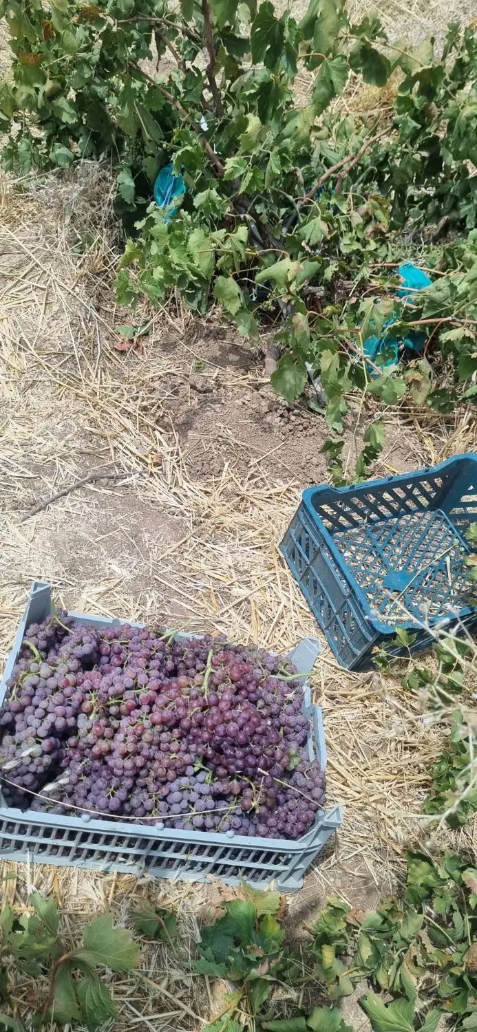 گلخانه
