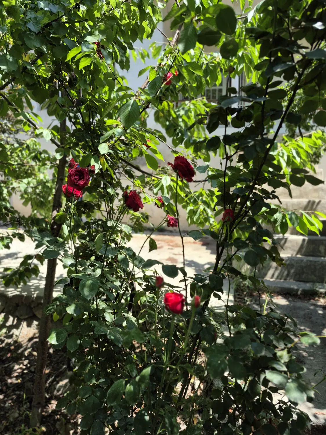 خانه باغ ویلایی با سند تک برگ