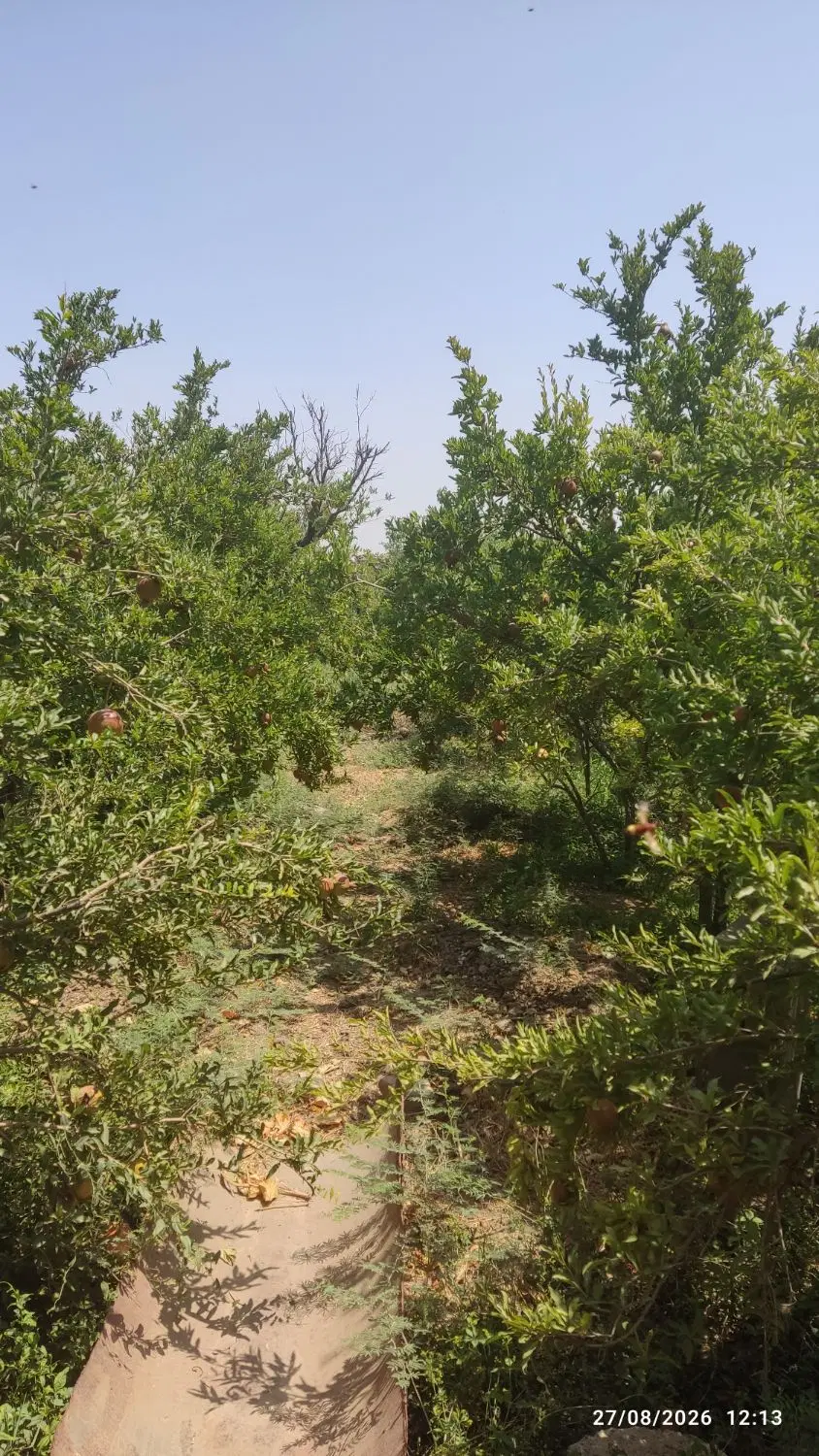 باغ انار