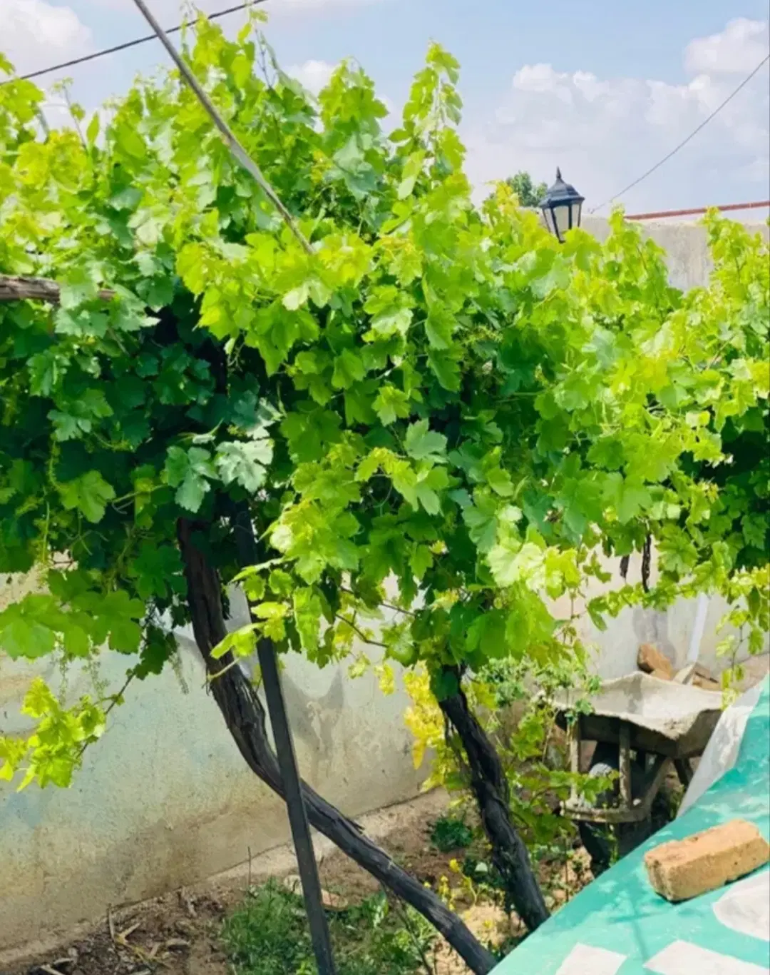 باغ باغچه  500متری حاشیه جاده سمت قنات