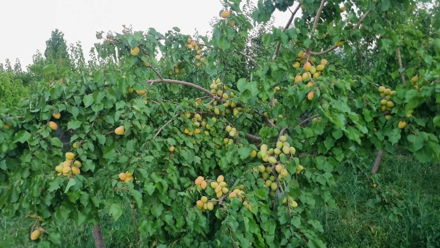 باغ سرسبز تبریز سهند اسکو