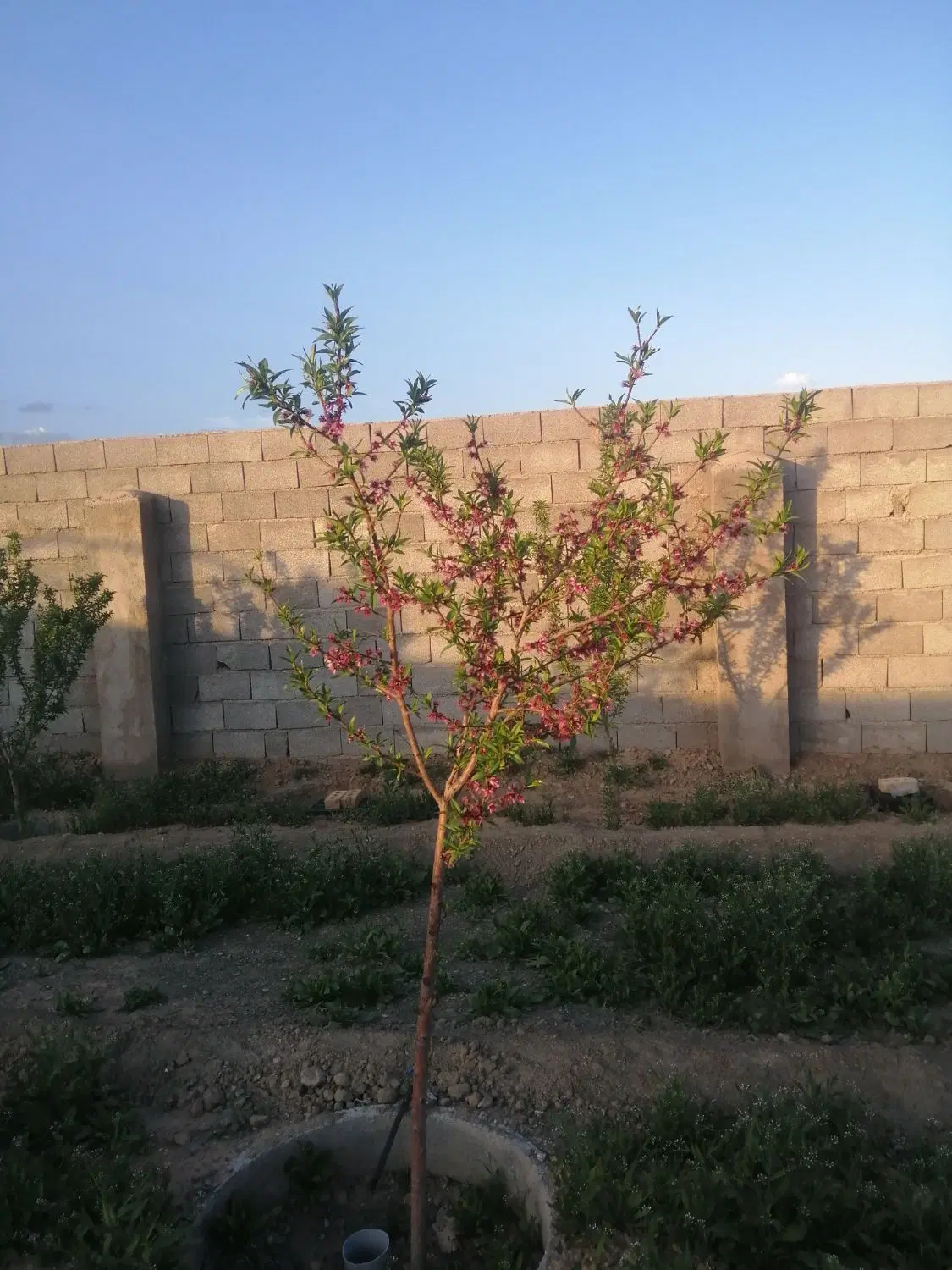 باغ500 متری برزش اباد