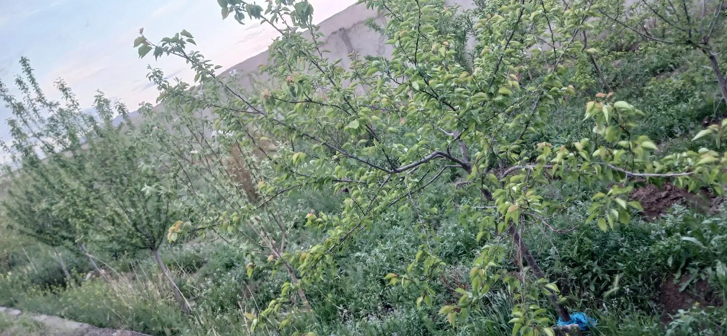 باغ فروشی در خلق اباد   نقد و معاوضه با خودرو