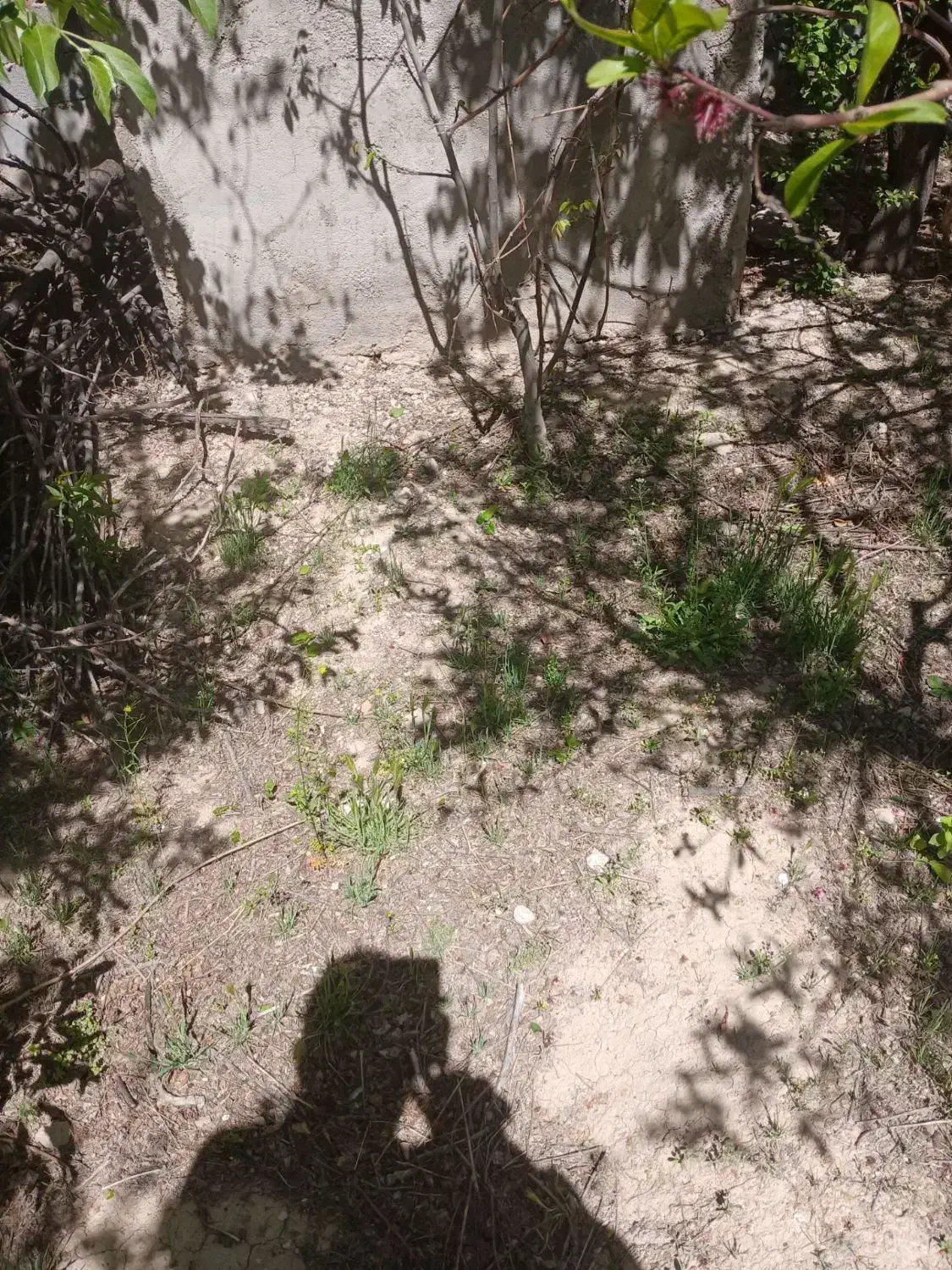 باغ ۵۰۰ متری