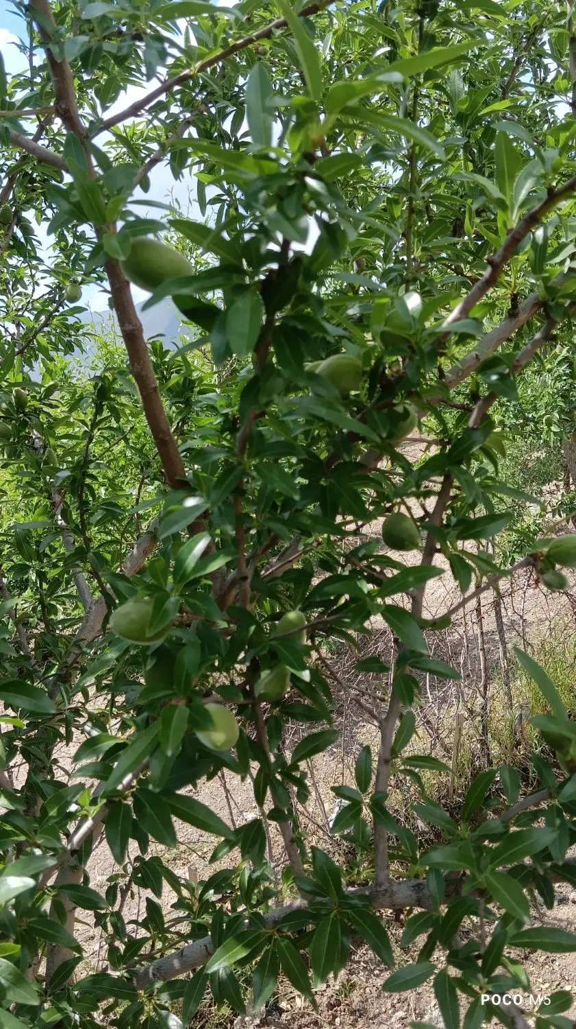 باغ ویلایی