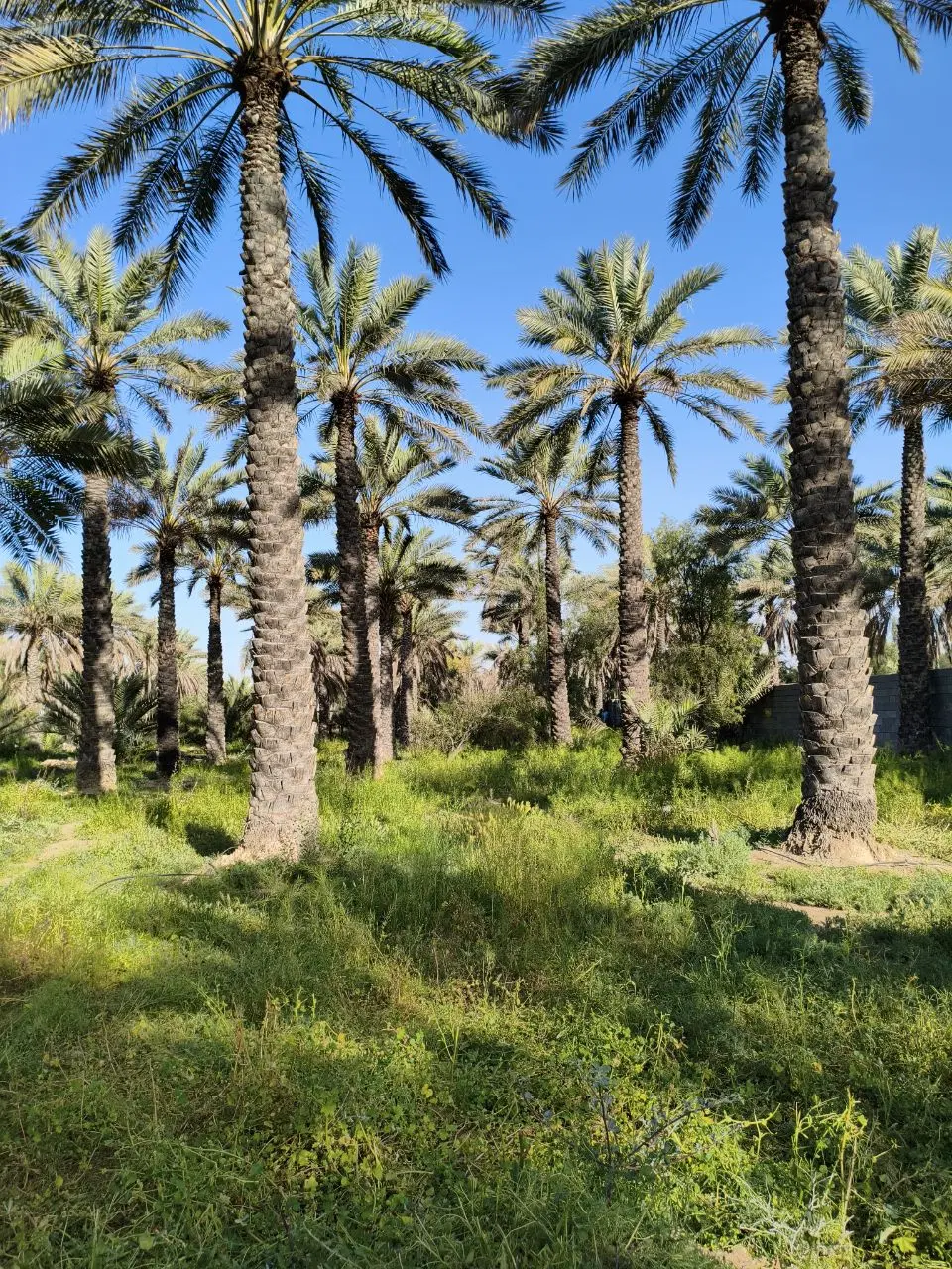 فروش باغچه باغ مناسب باغشهری