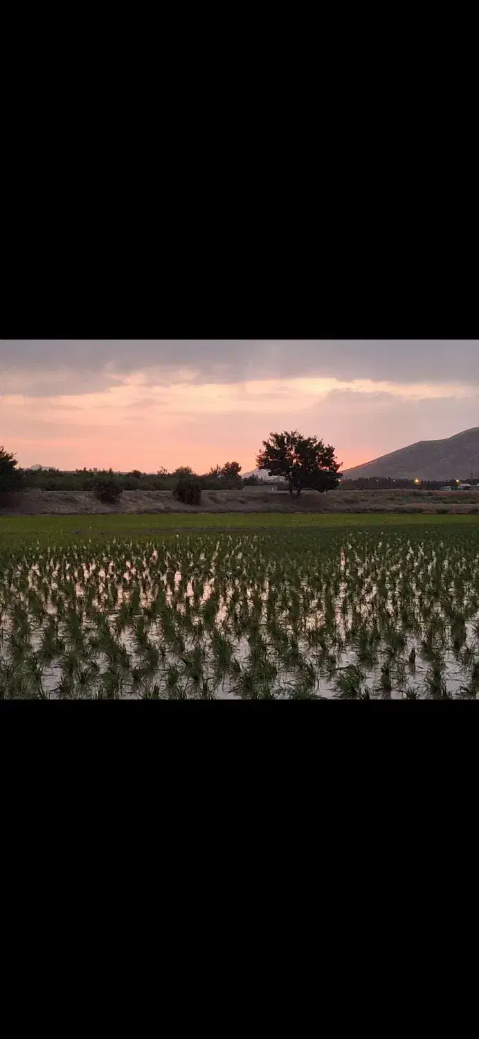 زمین باغی کشاورزی