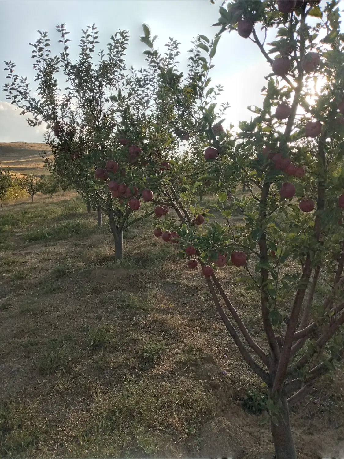 فروش باغ با آب شخصی( چشمه)