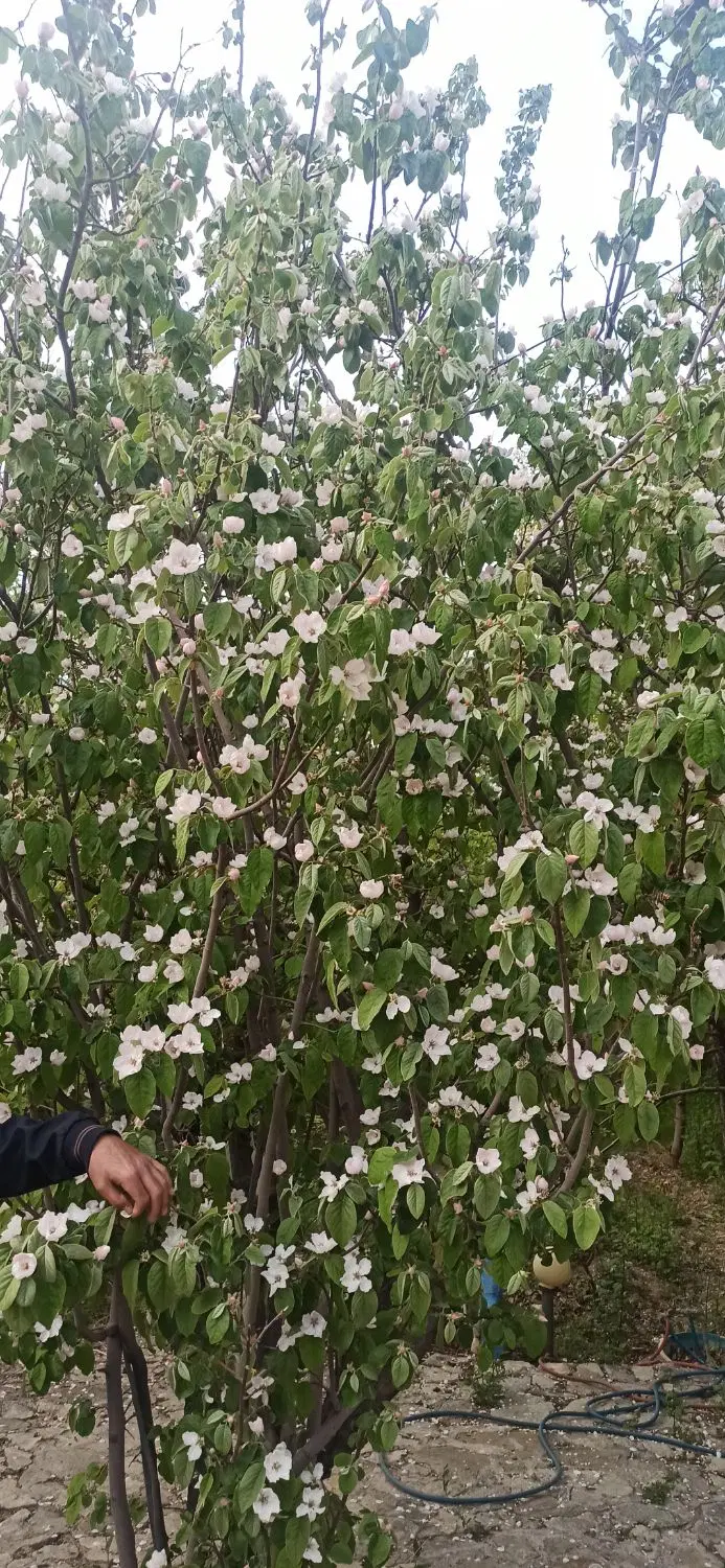 زمین ۸۰۰ متری قمصر