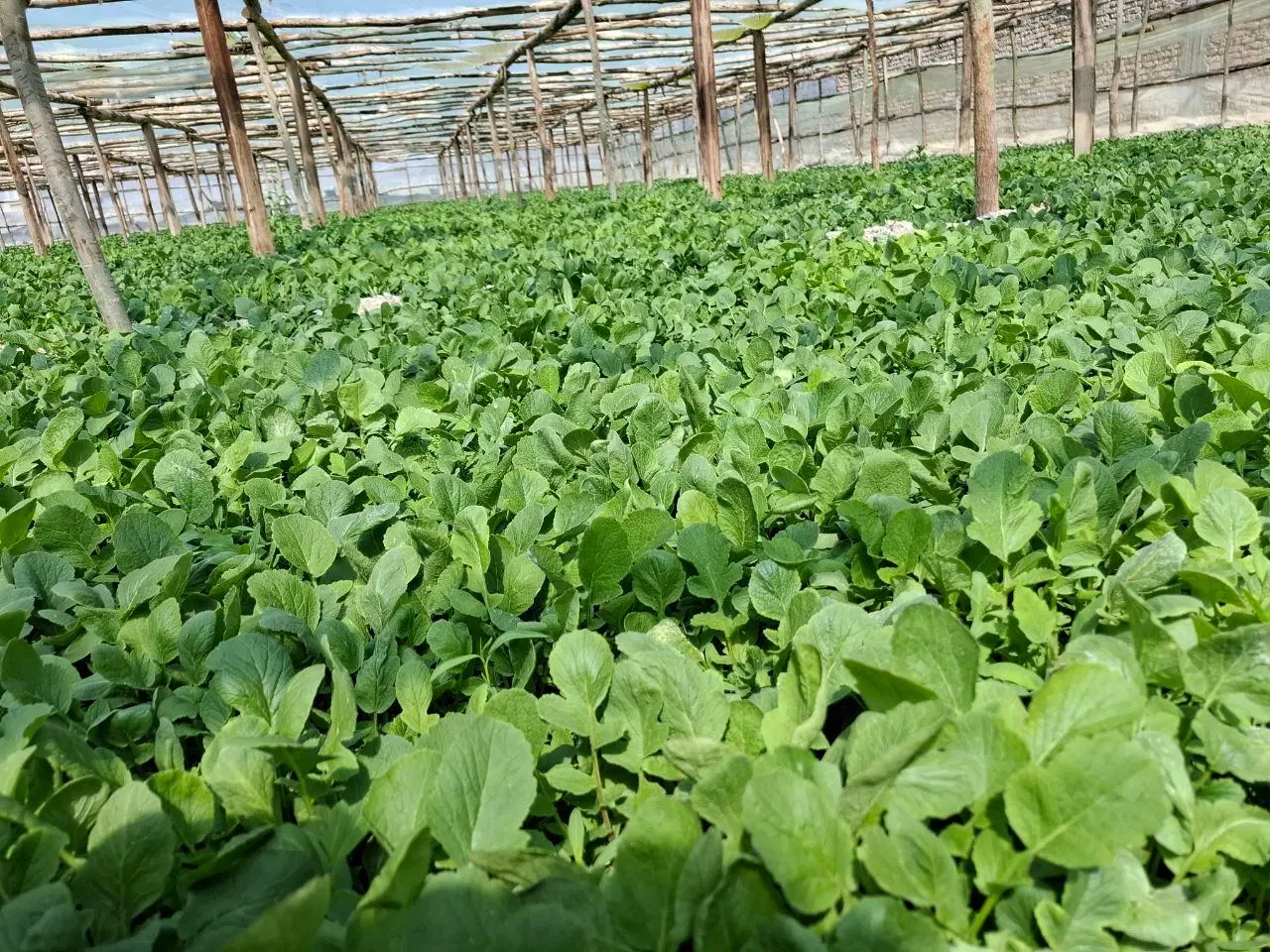 گلخانه سنتی چوب و پلاستیک