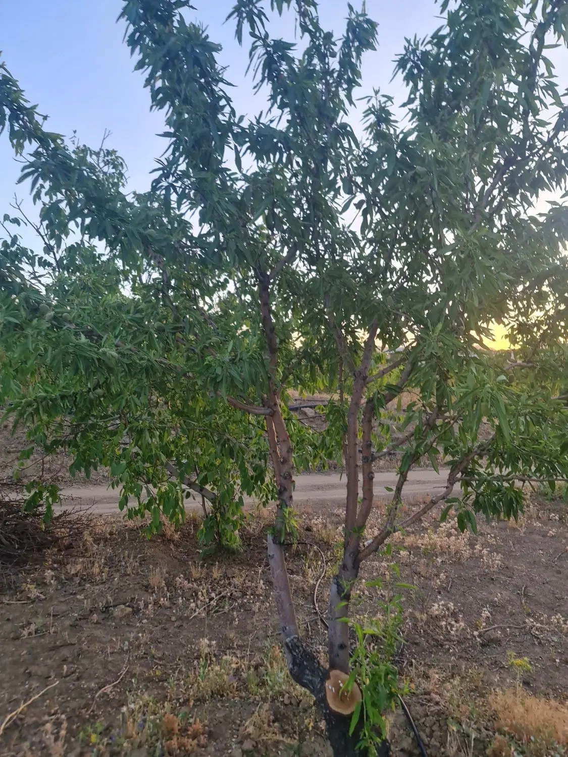 باغ ۱۷۰۰‌متری روستای شوراب