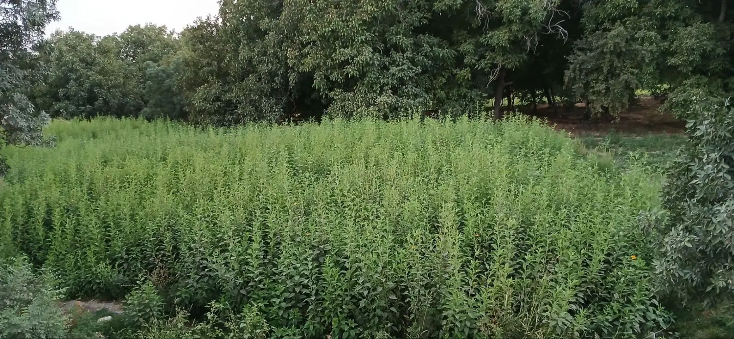 ۲۱۵۰ مترزمین کشاورزی