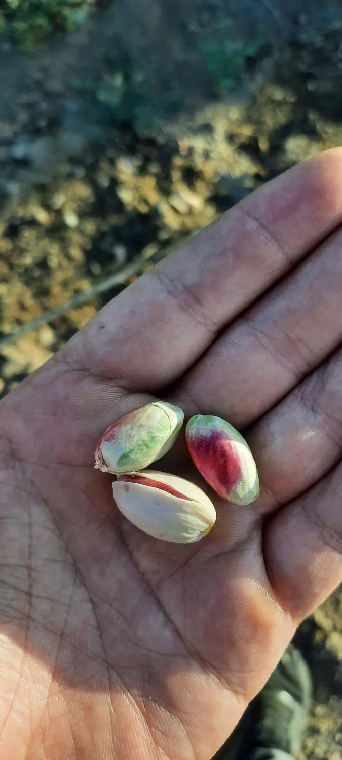 باغ پسته ۱۰۰۰ متر چسبیده به تهران