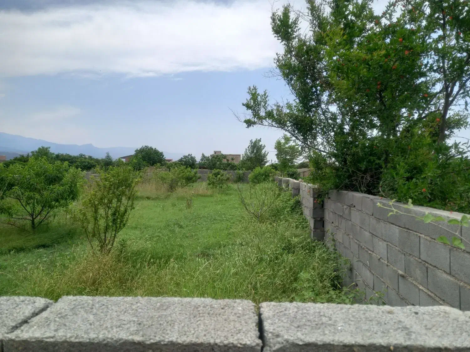 زمین باغی