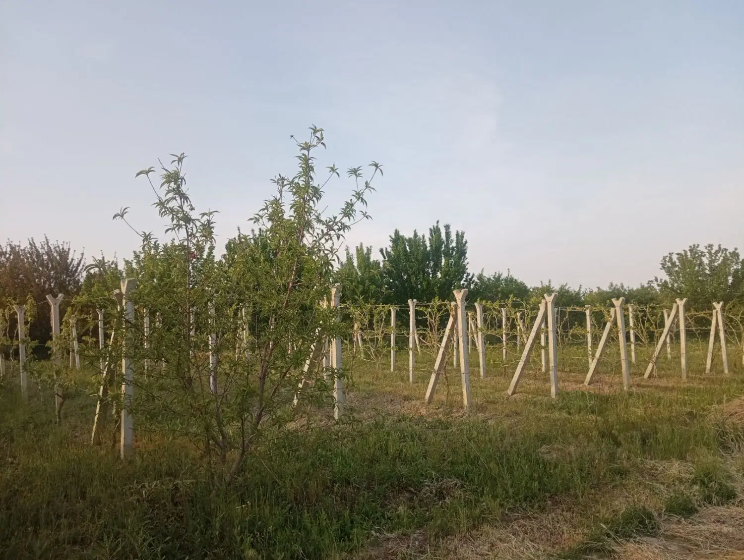 باغ ایستاده