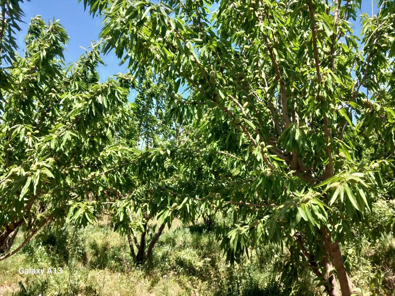 باغ 5۰۰۰ متری درخت میوه
