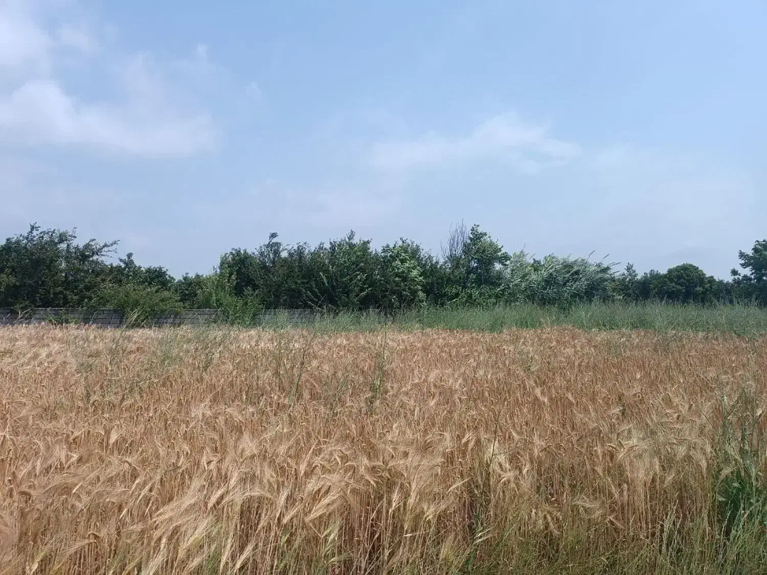 زمین باغی 1000 متر در کیاکلا