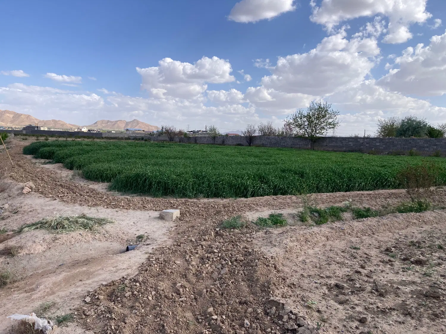 زمین مزروعی