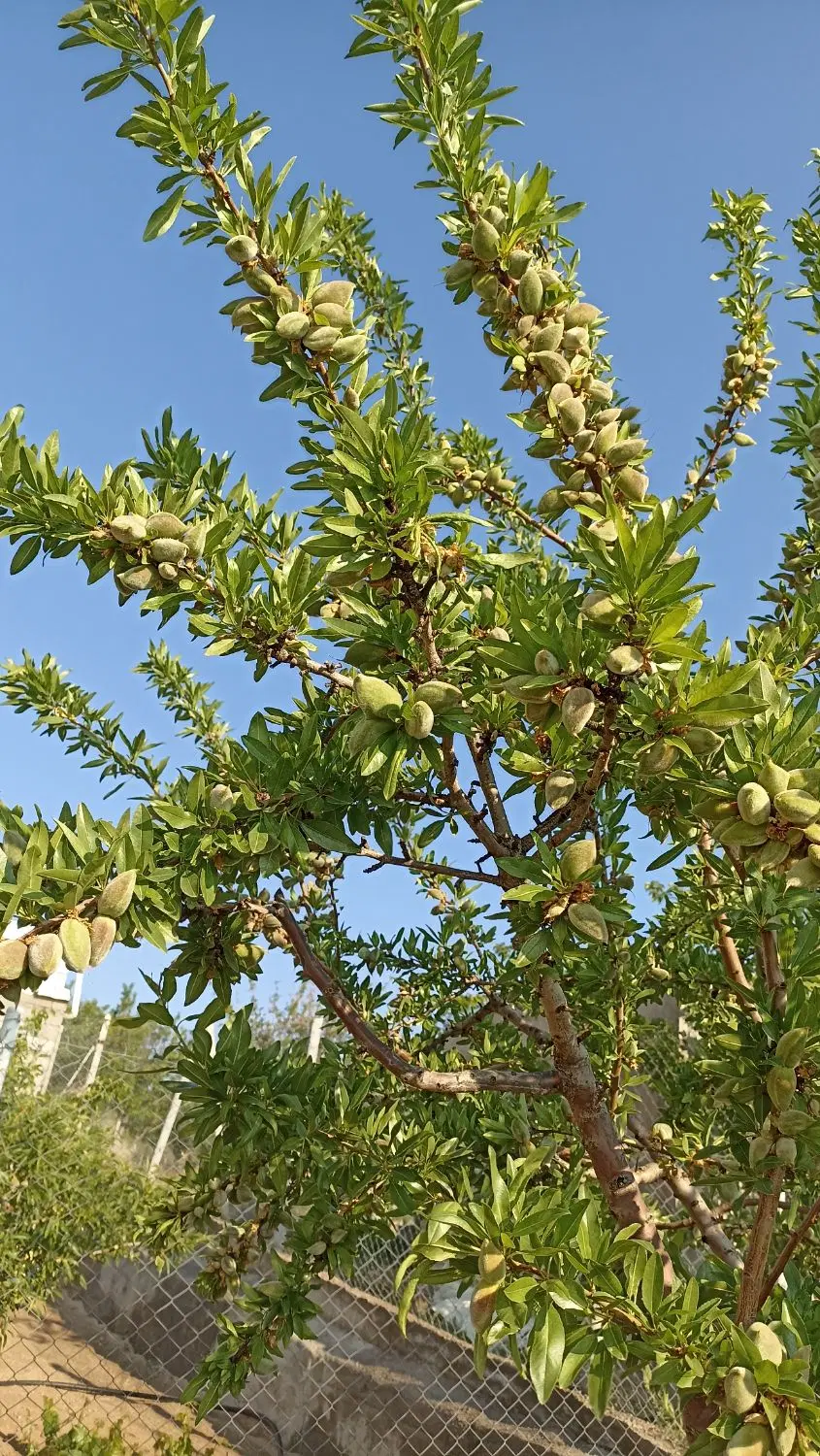 باغشهر پارسوئیچ بهار اشراق ۱