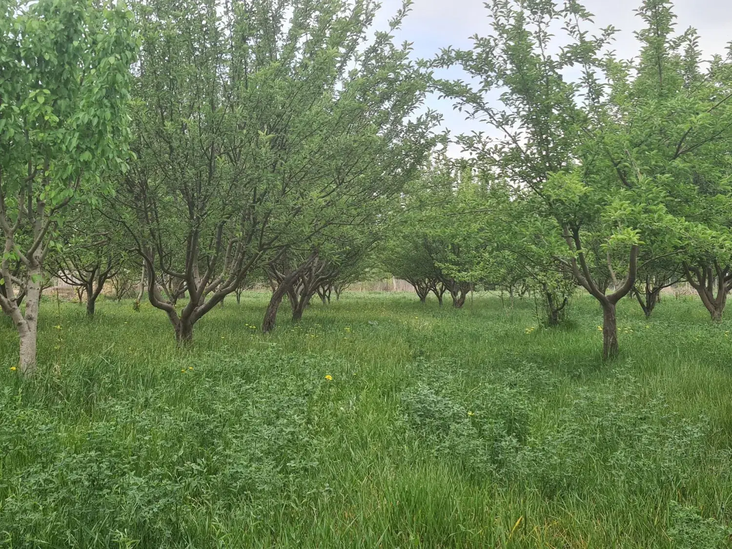 زمین باغ۱۰۰۰تایک هکتار