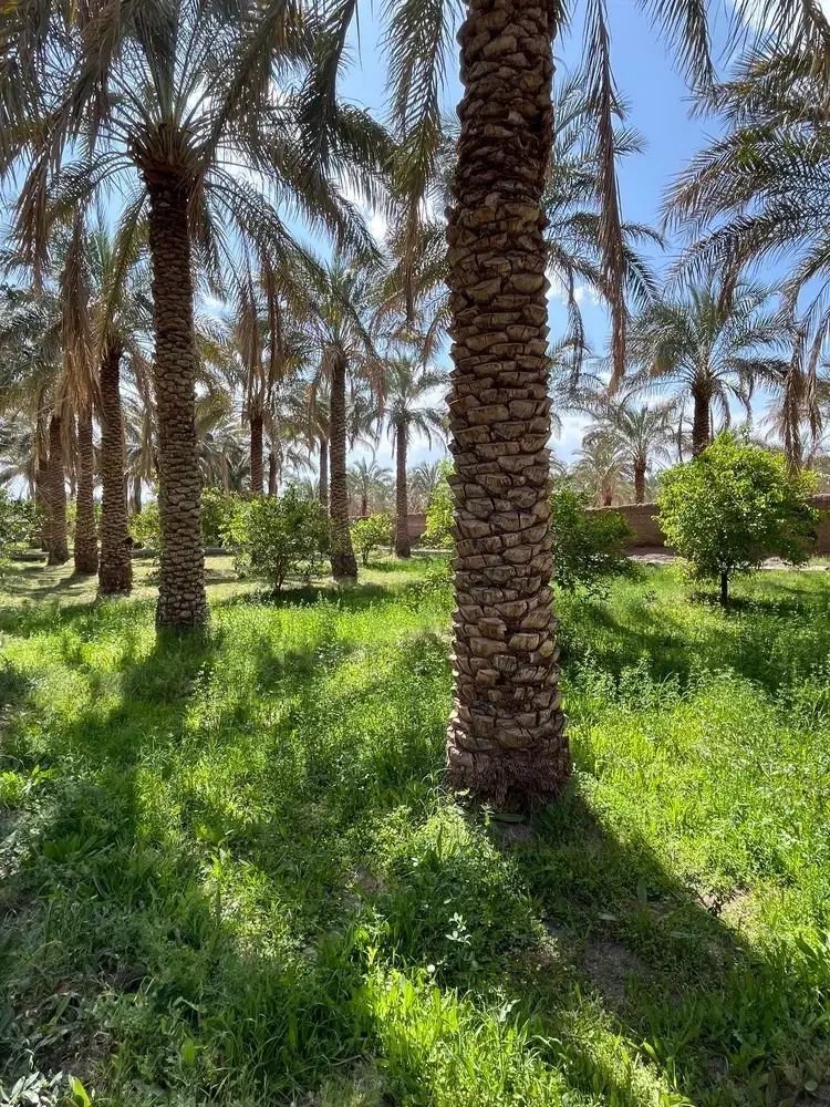 15 من باغ خرما فروشی توافقی