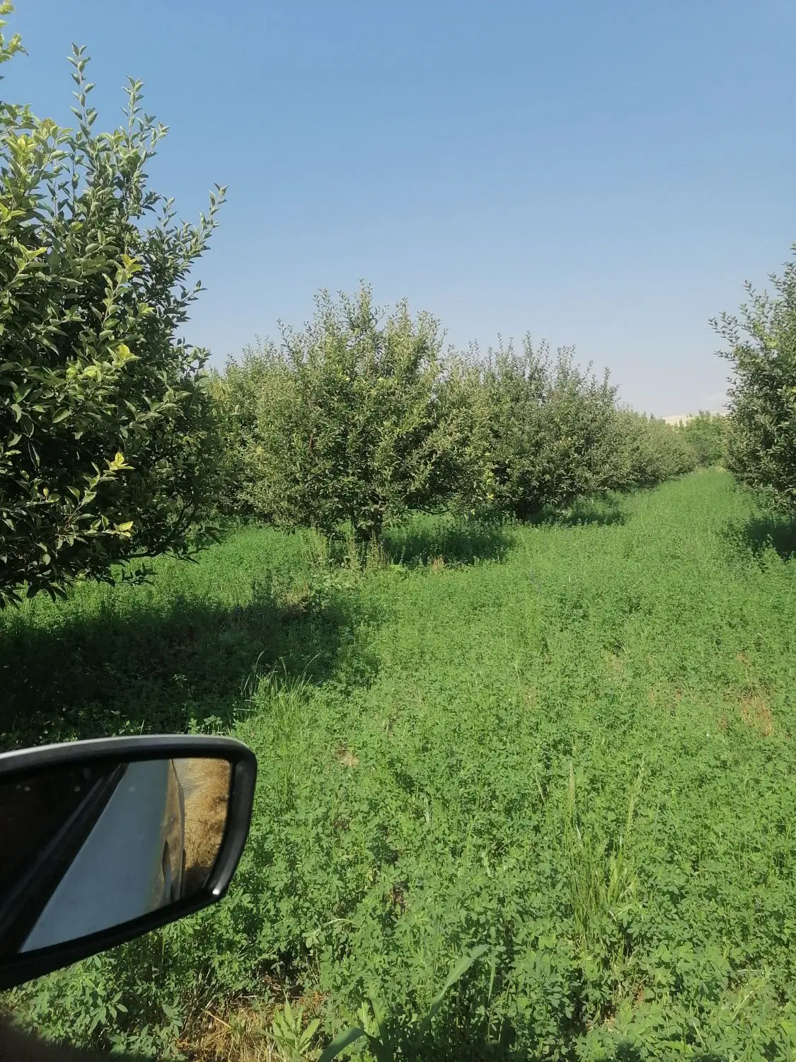 باغ سیب الوان