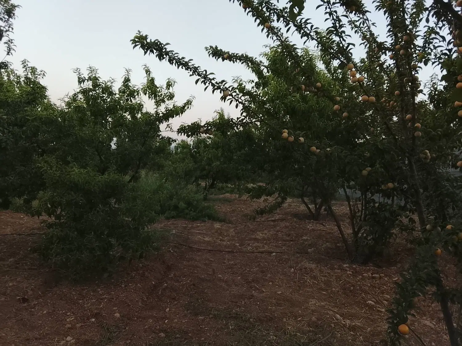 یک قطعه زمین 1500 متری