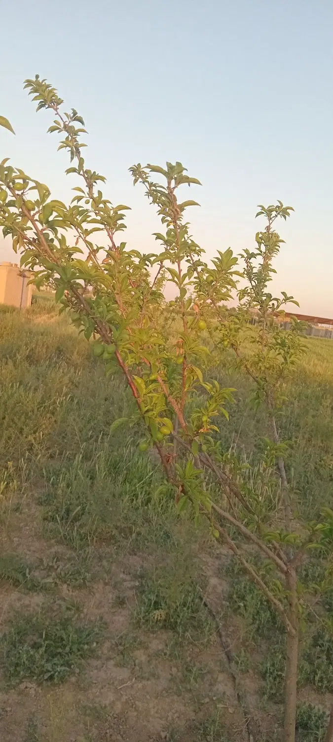 یک قطعه زمین به متراژ ۹۰۰ متر بختیار