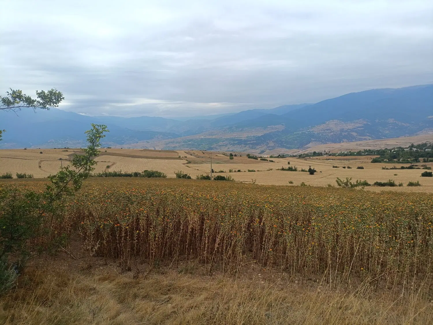 زمینی به متراژ 2000 متر در رستم آباد روستای جوبن