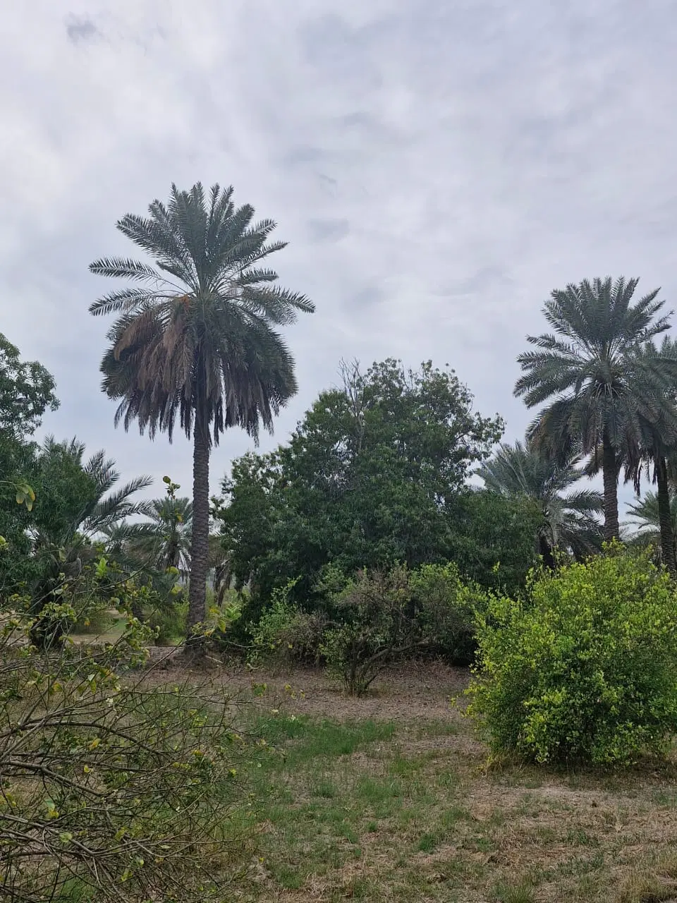 باغ