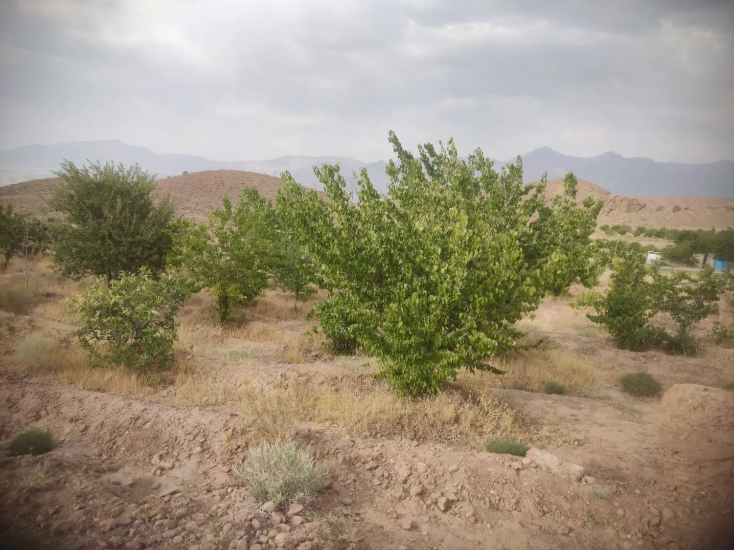 زمین کشاورزی مرغوب فروشی