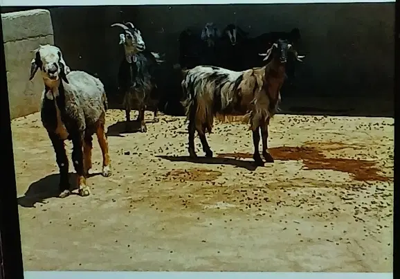 رهن واجاره یک واحددامداری