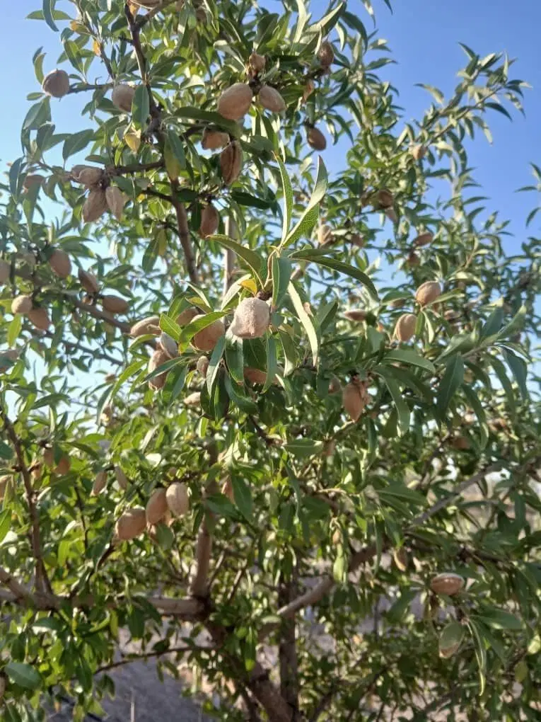 زمین ۴۰۰۰ متری