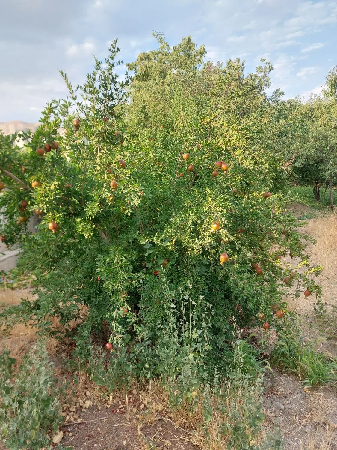 فروش زمین بمتراژ  ۳۰۰ متر