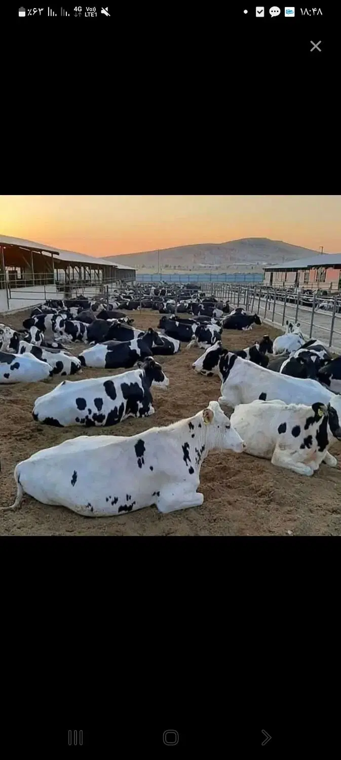 دامداری ۵۰ راسی شهرک لبن بر بلوار