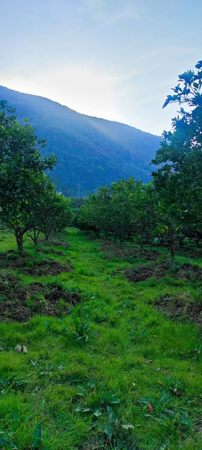 زمین ویلا باغ چالوس ذوات غرب باغچه