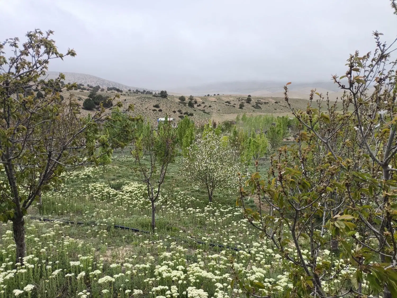 فروش باغ(مازندران ساری)