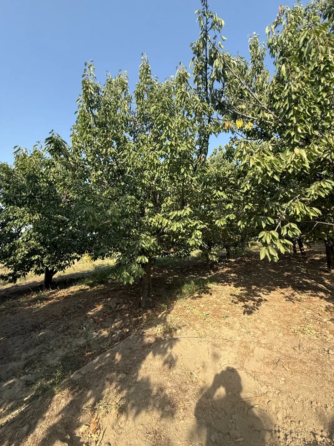 باغ ویلایی امامزاده گلپاشین