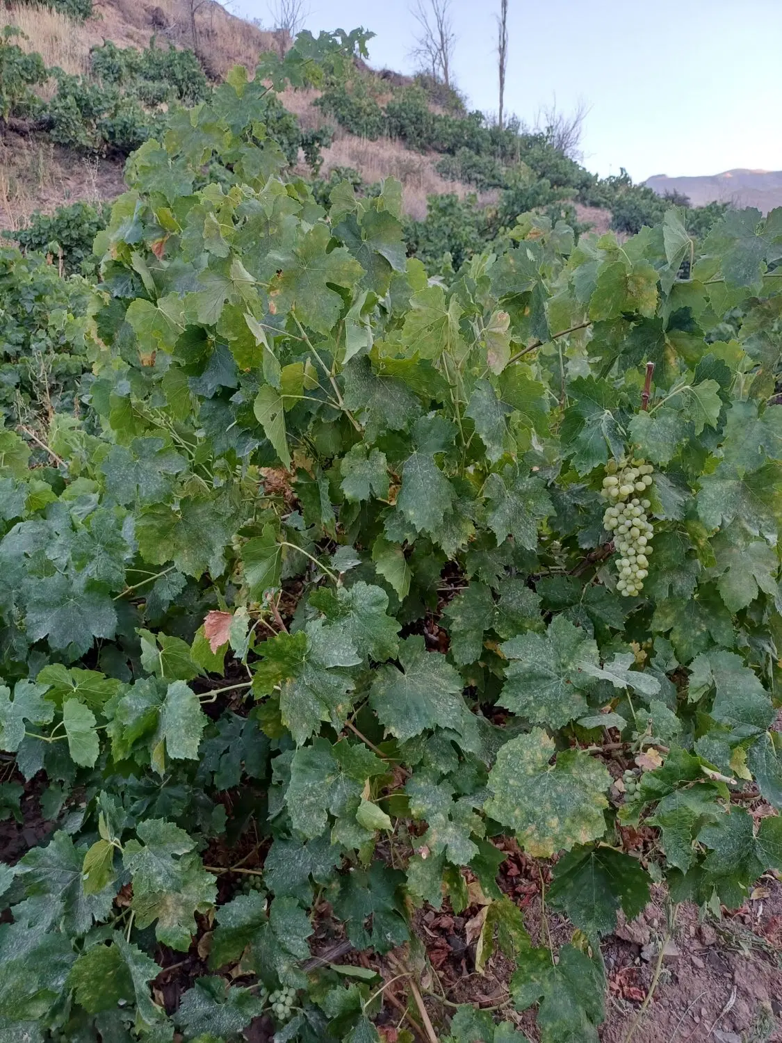 باغ2000 متری انگور کشمش  در کوی نیک