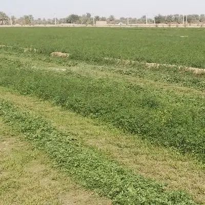فروش زمین کشاورزی