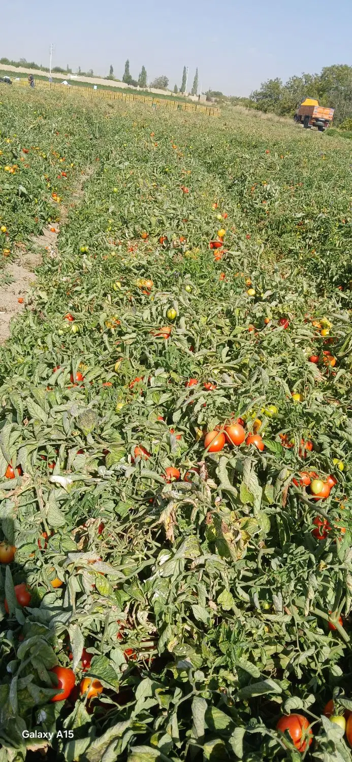 زمین کشاورزی