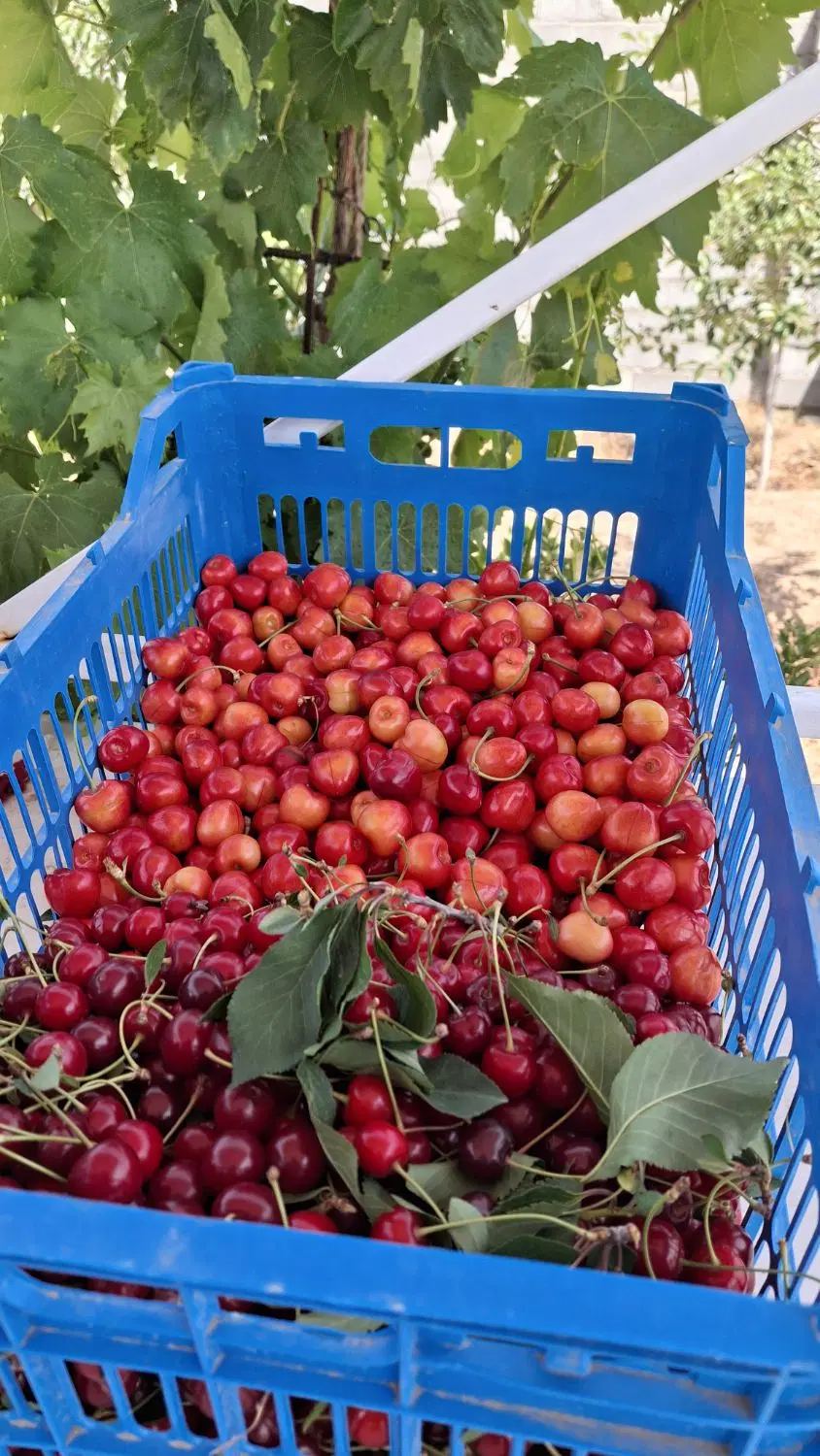 باغ۱۶۰۰متری